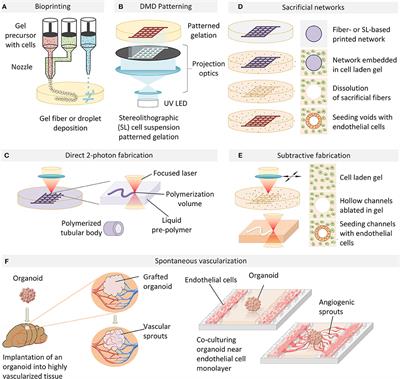 Engineering Organoid Vascularization